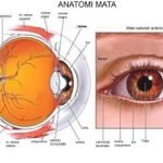 Struktur Terbentuknya Bola Mata. Bola mata adalah organ kompleks yang berfungsi sebagai alat penglihatan.