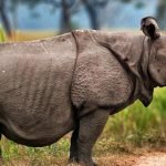 Hewan yang Dilindungi