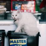 Perkembangan Industri Pet Grooming di Indonesia