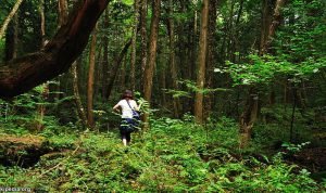 Hutan Terlarang di Dunia
