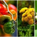 Tanaman Beracun di Dunia