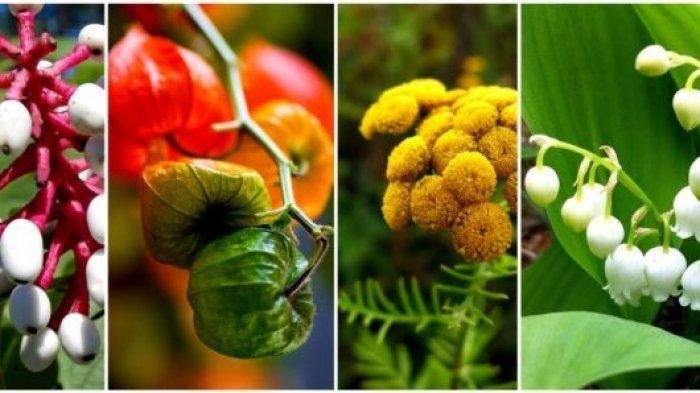 Tanaman Beracun di Dunia